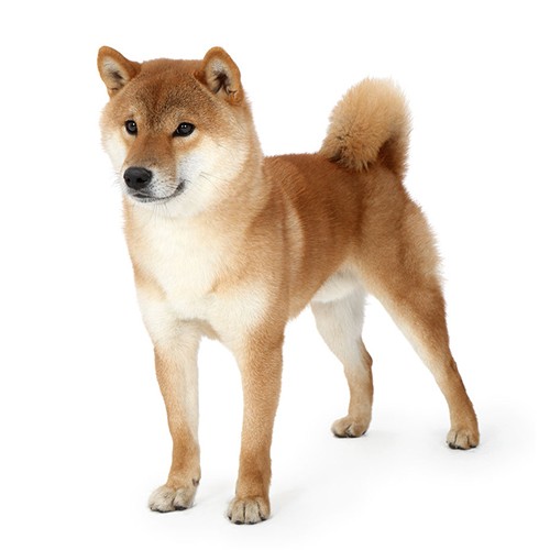 ペットに対するトラブルを防ぐための方法とは？その②